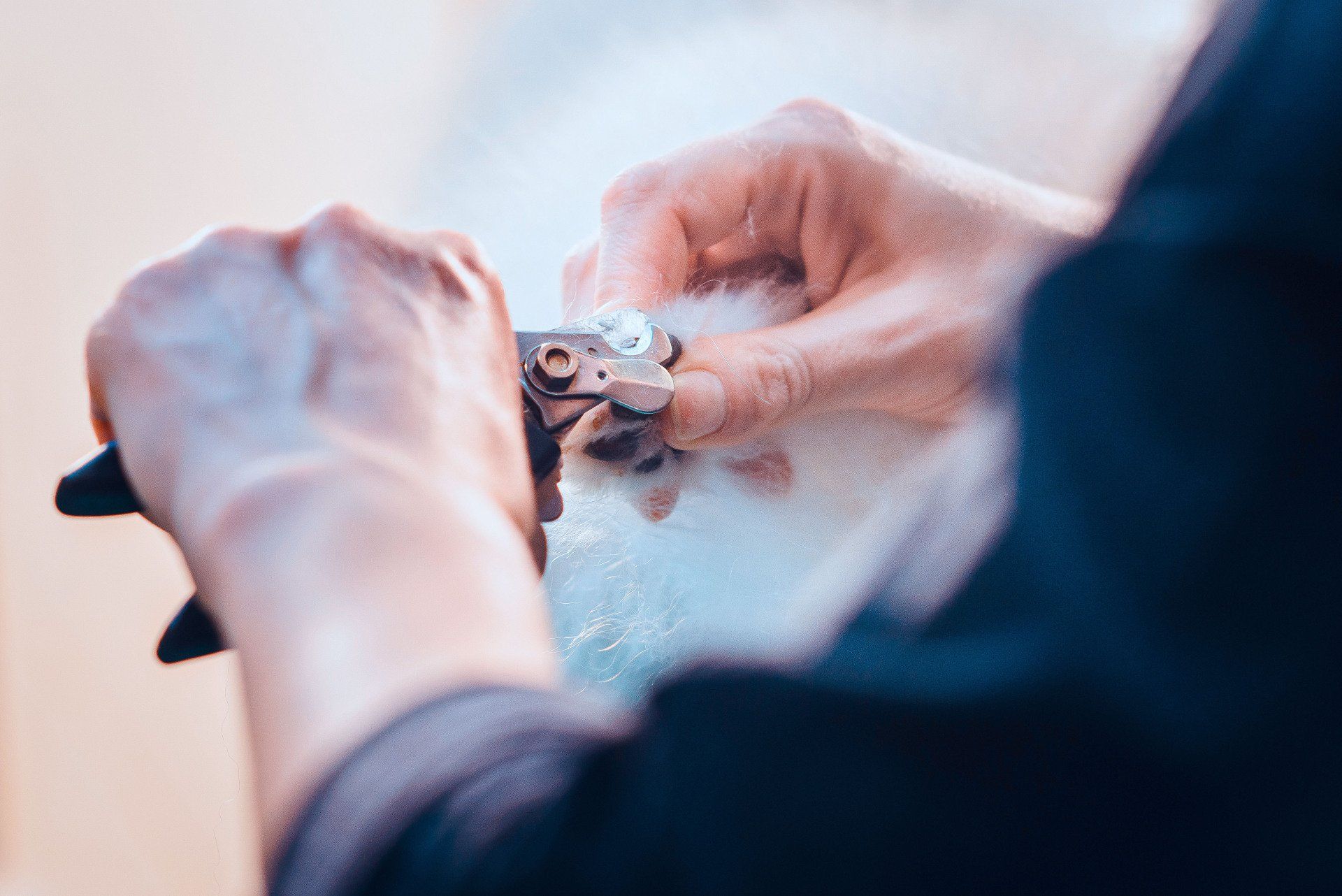 K9 Klips Grooming Dog Grooming Avon, MN