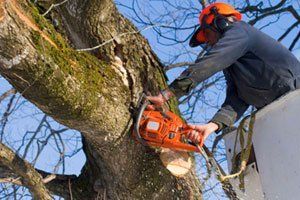Care for trees and shrubs