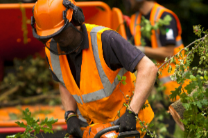 Professional land clearing