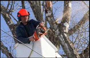 Man using chainsaw to cut tree