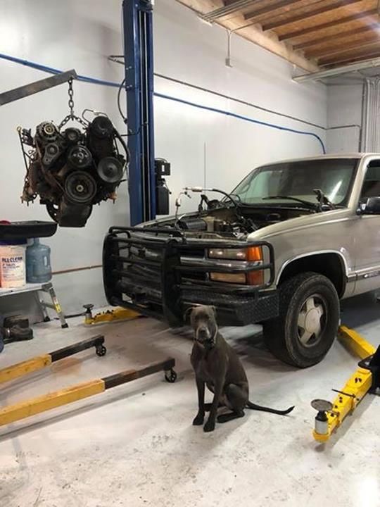 A dog is sitting in front of a truck that is being worked on