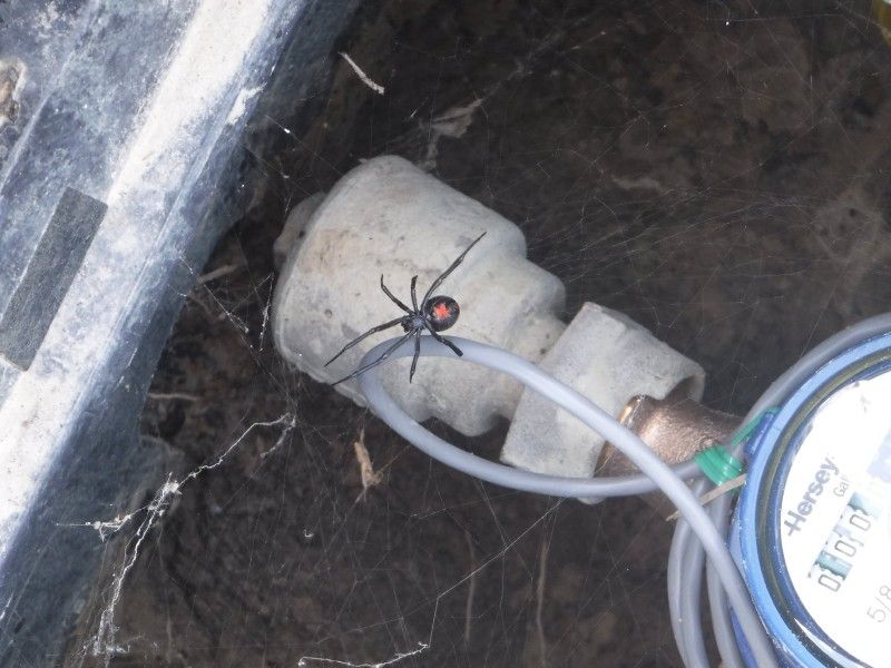 A black widow spider is sitting on a water meter