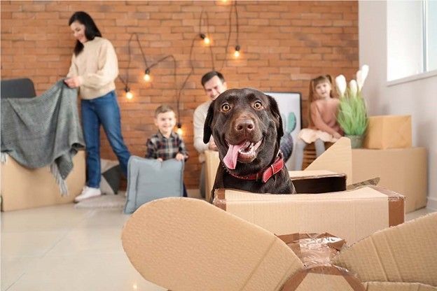 Black dog in a moving box-filled room with people unpacking in the background