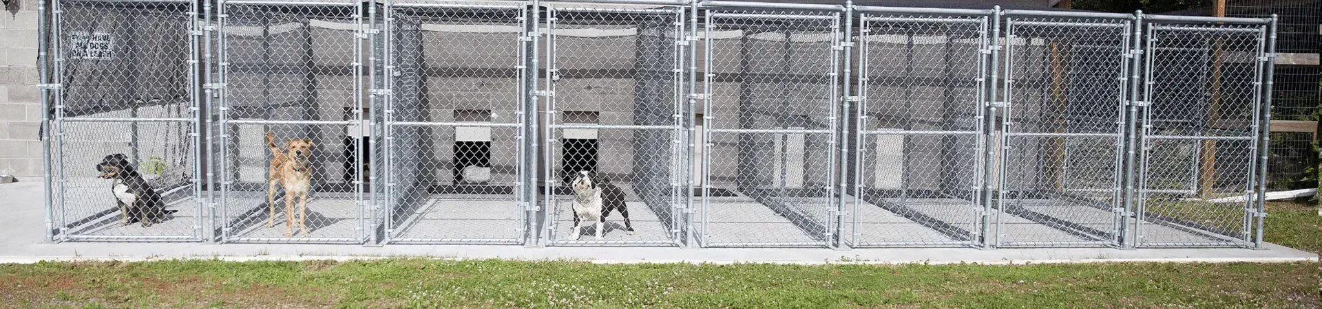 Several cages with animals inside, set on concrete and grass.