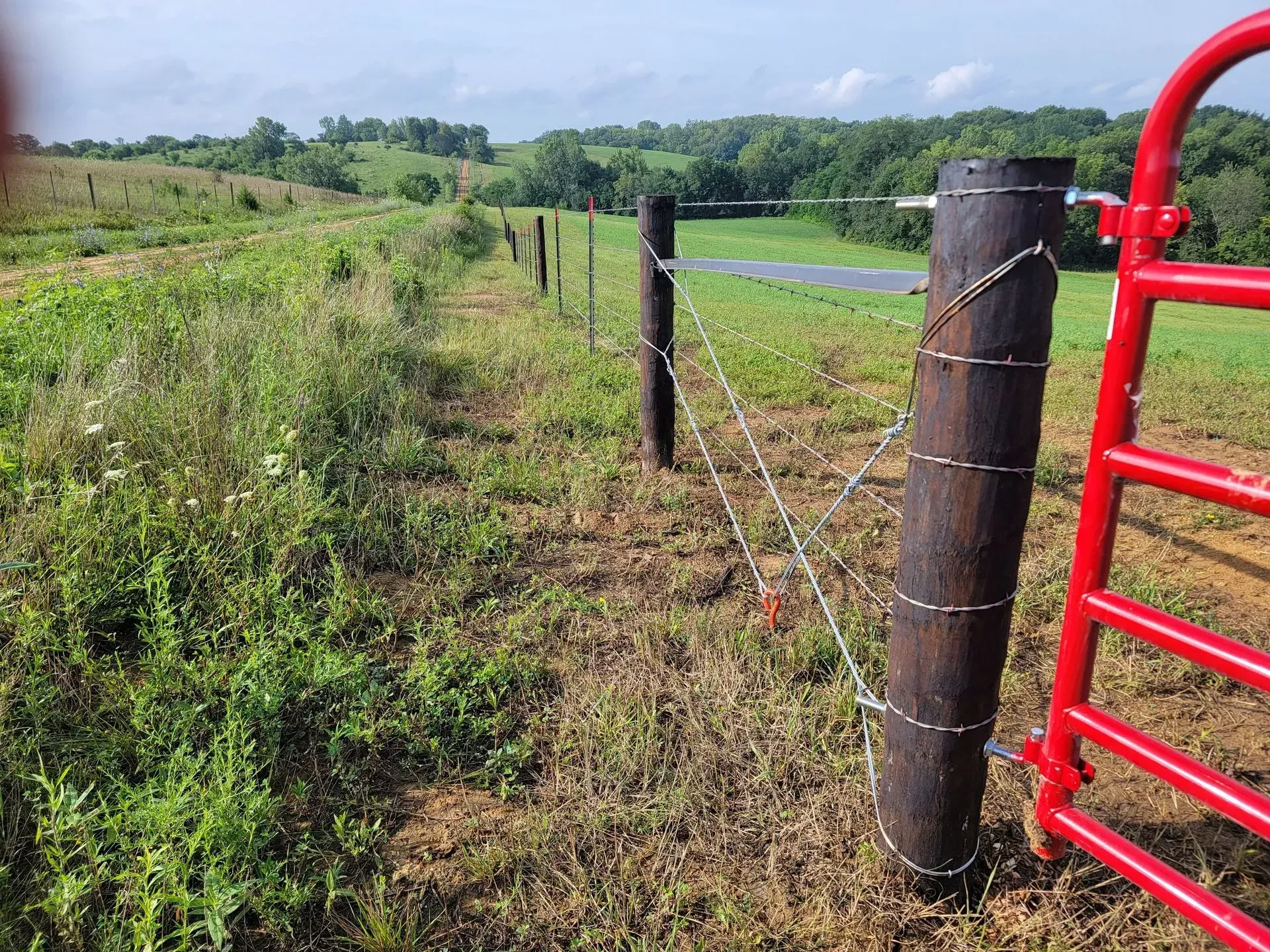 Red gate and barbed wire fence in a grassy field, leading to a treeline on a sunny day.