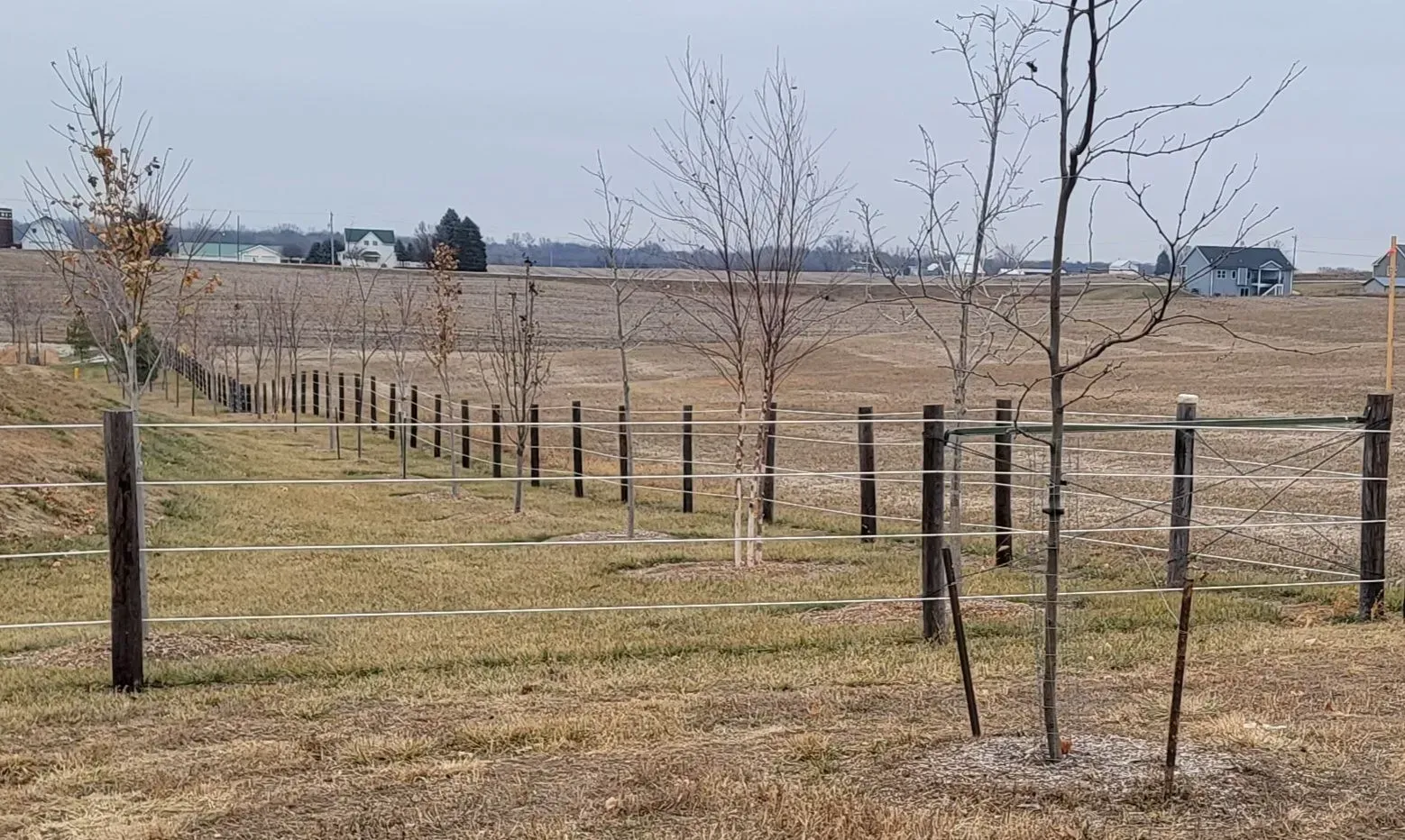 Row of young trees in a grassy field, supported by stakes and a fence, with houses in the background.