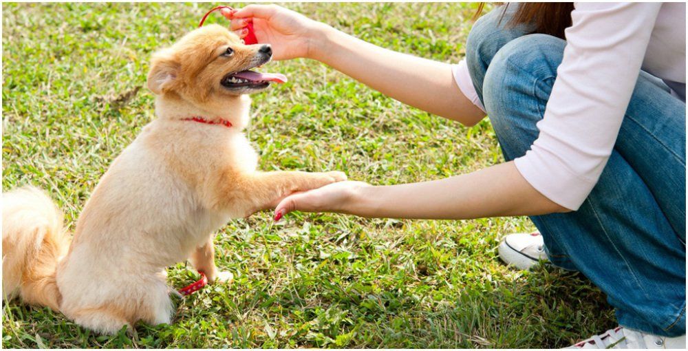 woman training dog on grass  giving paw