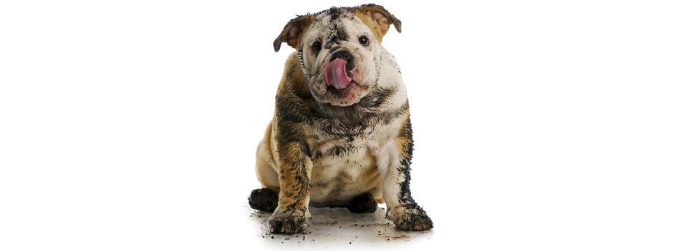dog with dirt