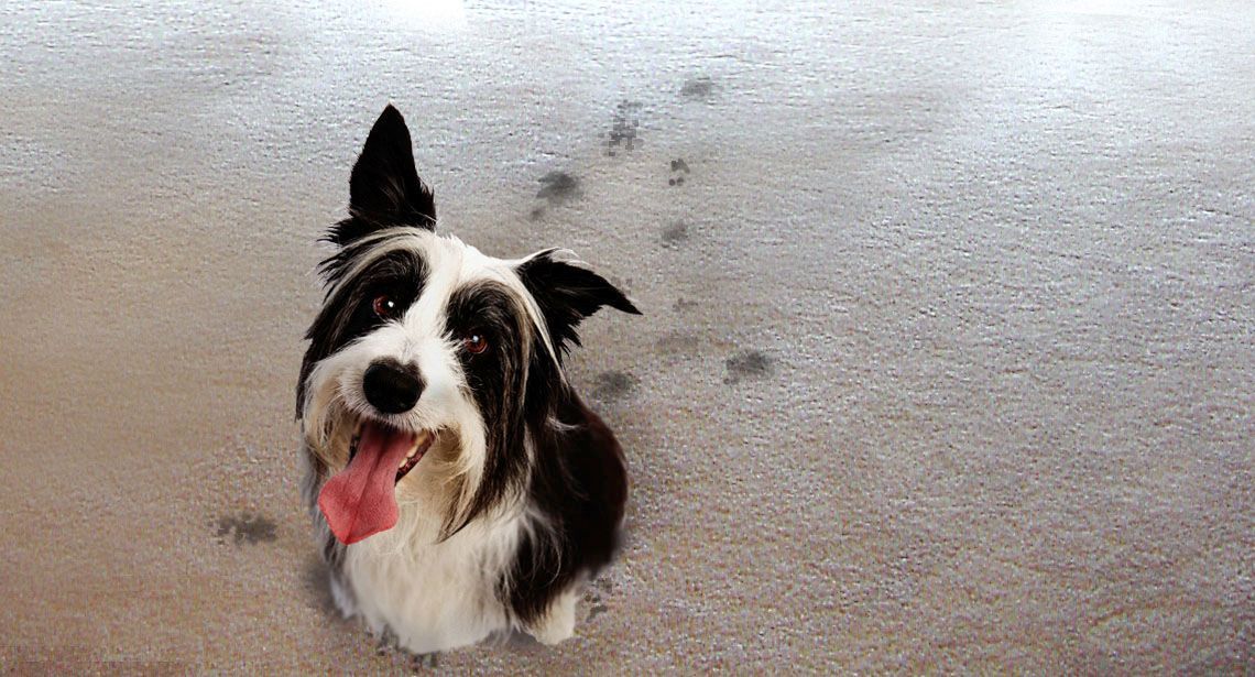 Black and white dog with pink tongue sits on a concrete surface, paw prints lead away.