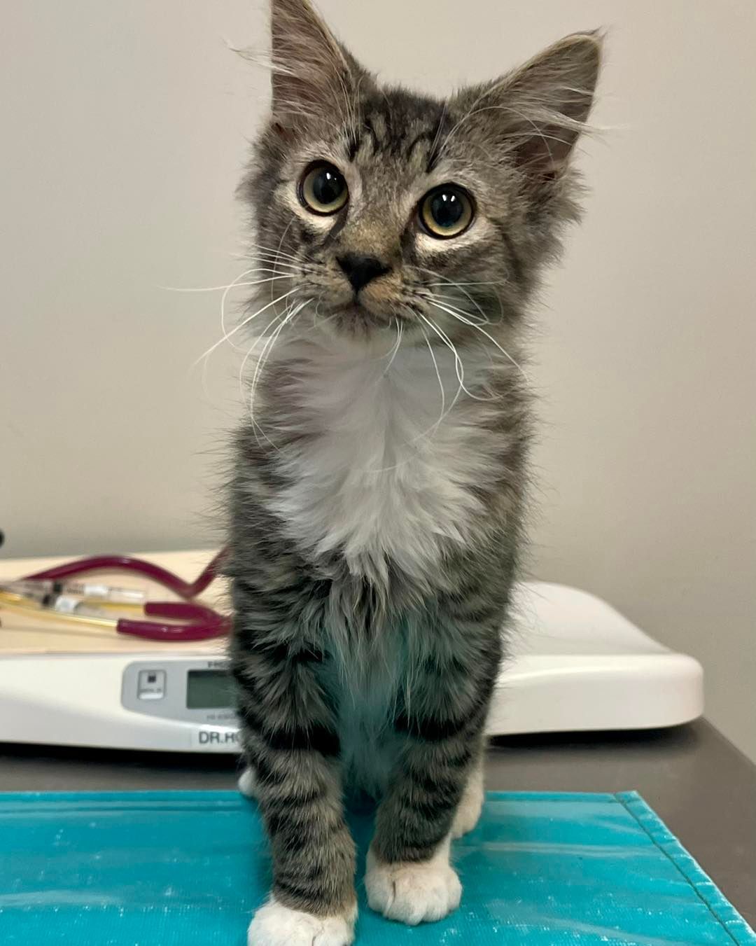 A kitten is standing on a table next to a scale.