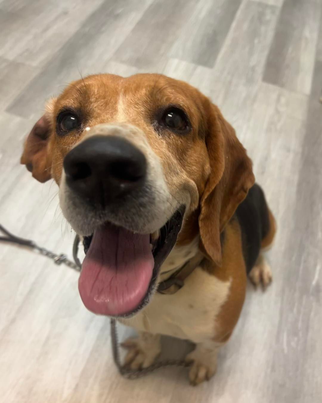 A brown and white dog is sitting on a wooden floor with its tongue hanging out.