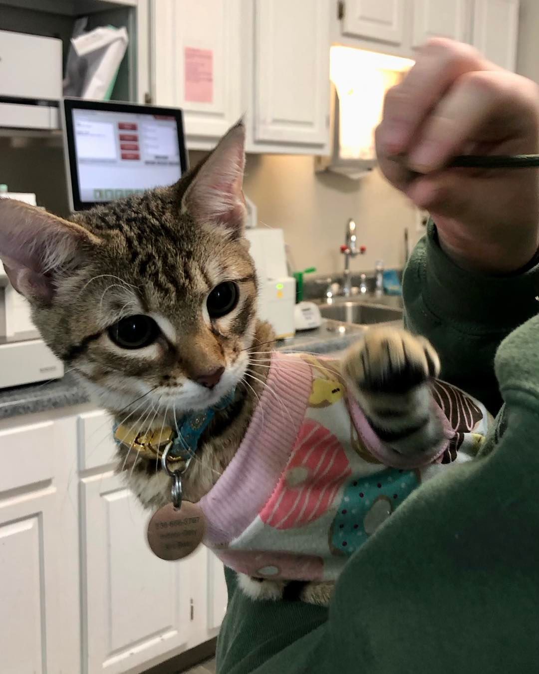 A cat wearing a pink shirt is being held by a person