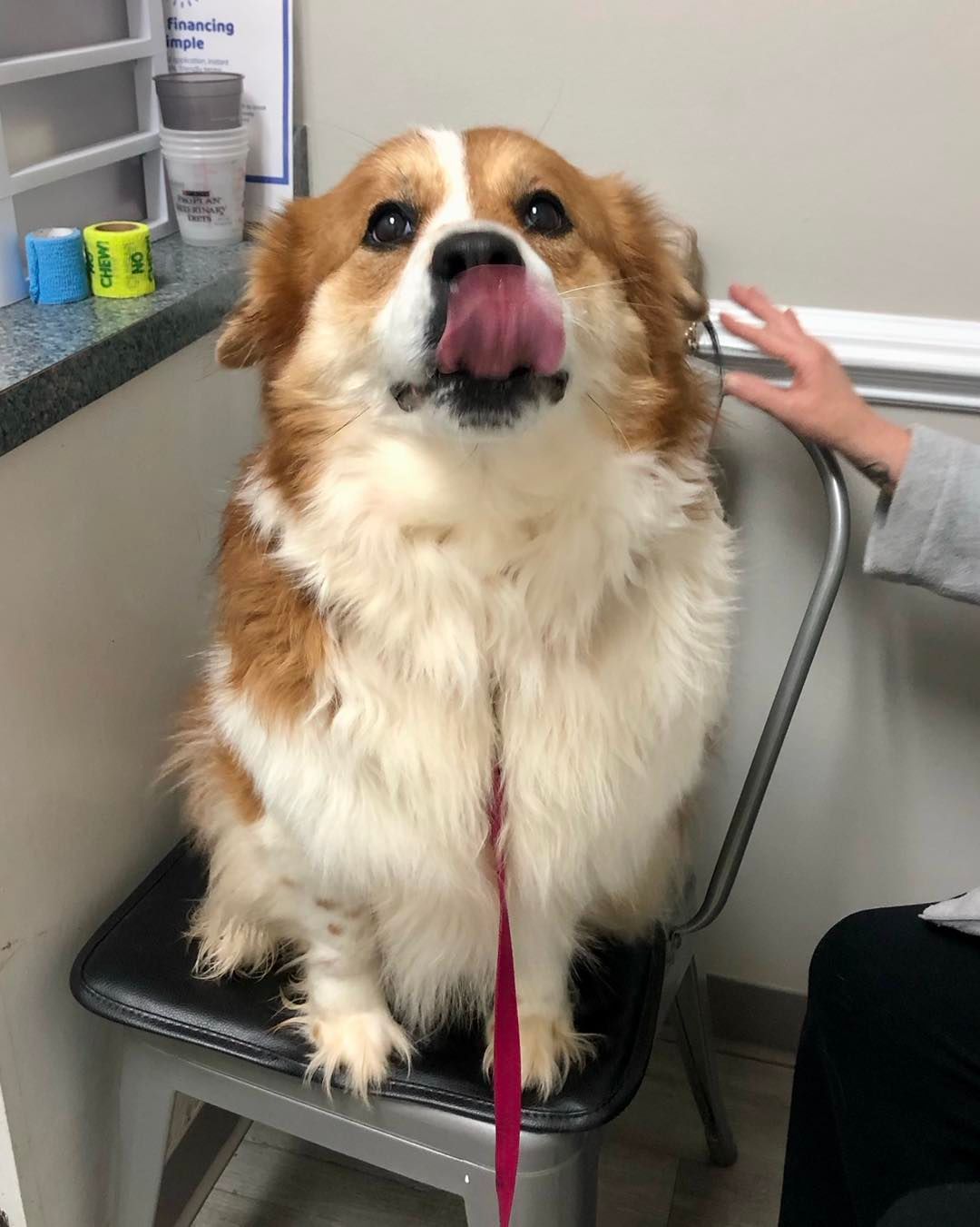 A brown and white dog is sticking its tongue out while sitting on a chair