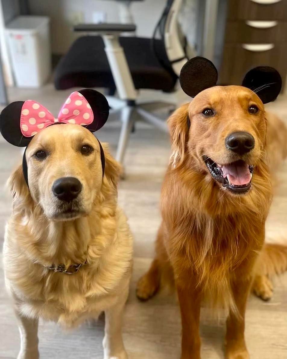 Two dogs wearing mickey mouse ears and bows are sitting next to each other.