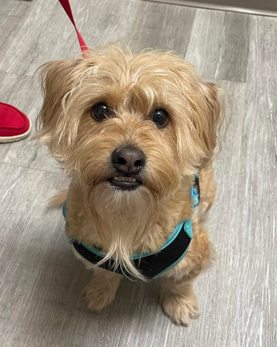 A small brown dog wearing a harness and leash is looking at the camera.