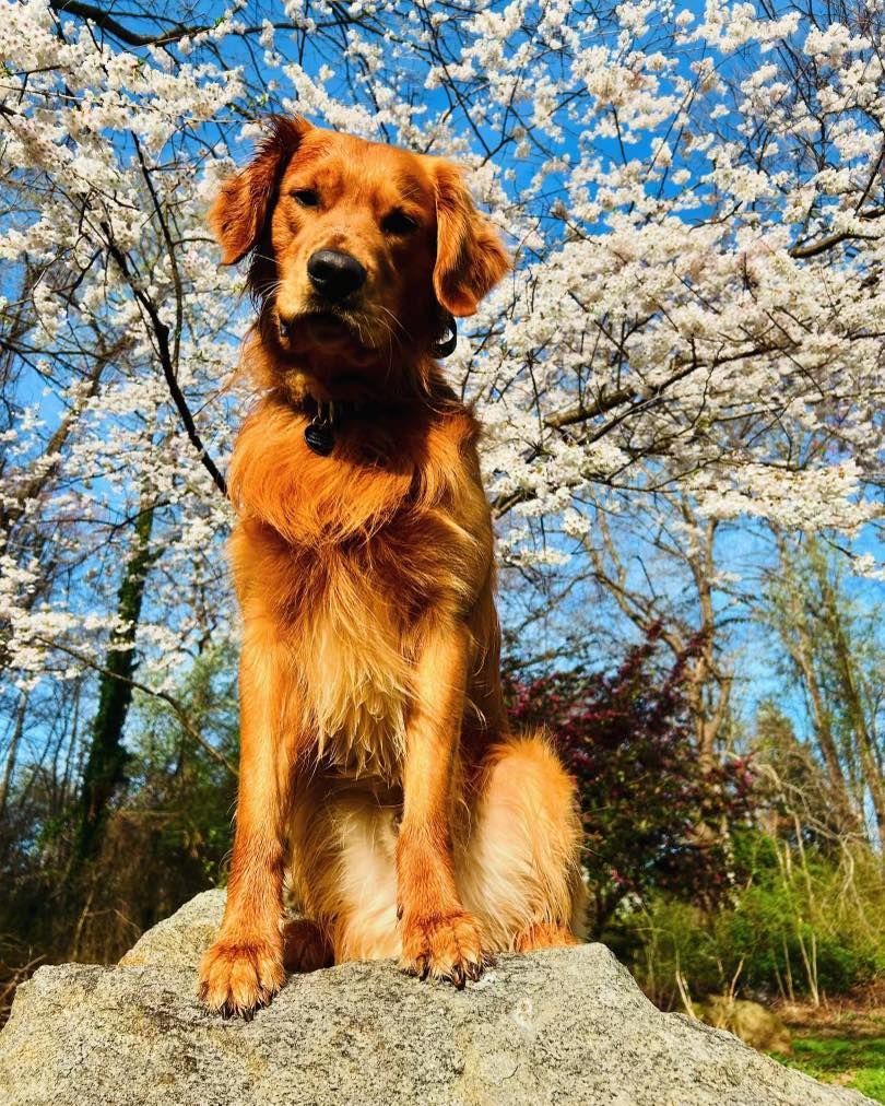 A dog is sitting on top of a rock in front of cherry blossom trees.