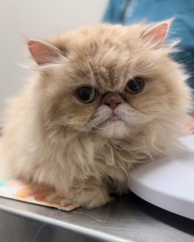 A fluffy cat is sitting on a scale and looking at the camera.