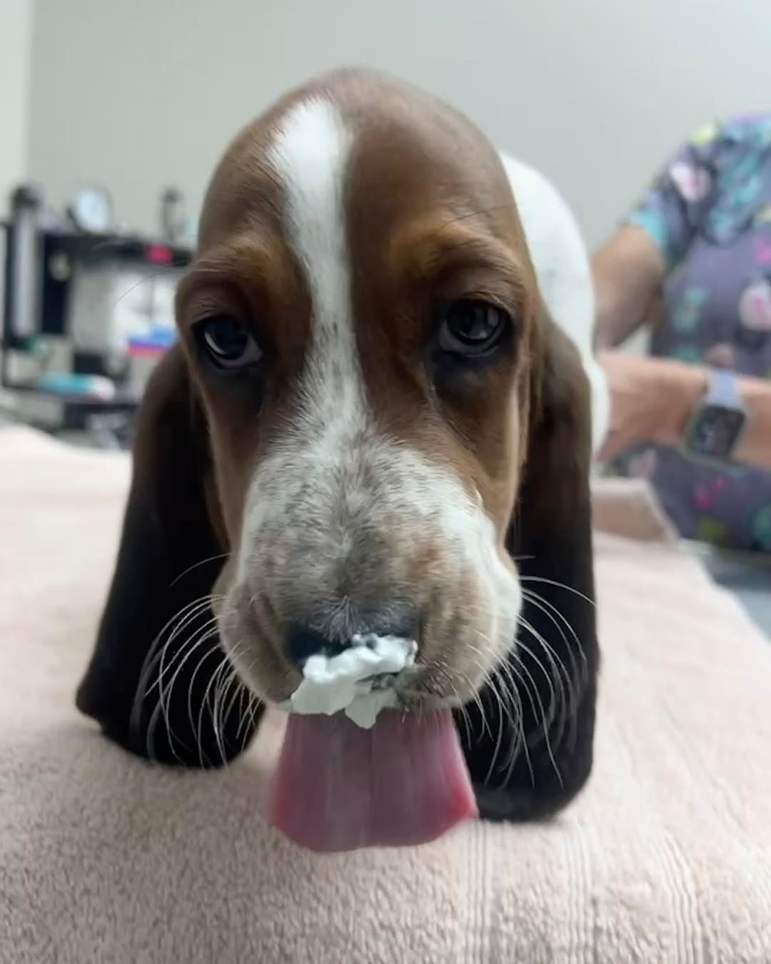 A brown and white basset hound puppy is sticking its tongue out.