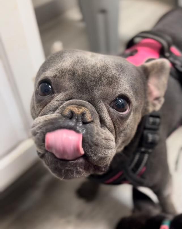 A french bulldog wearing a pink harness is sticking its tongue out.
