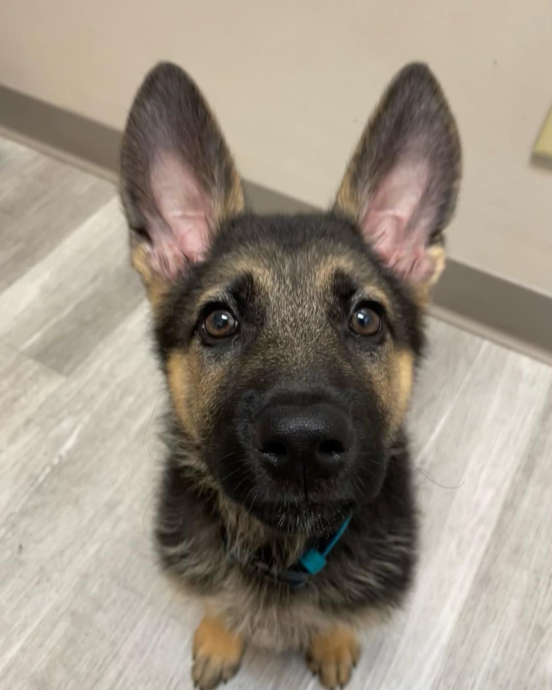 A german shepherd puppy is looking up at the camera.