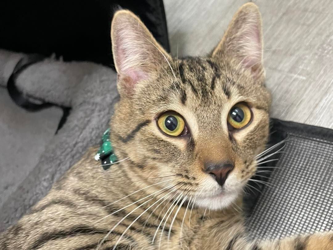 A cat with a green collar is laying on the floor and looking at the camera.