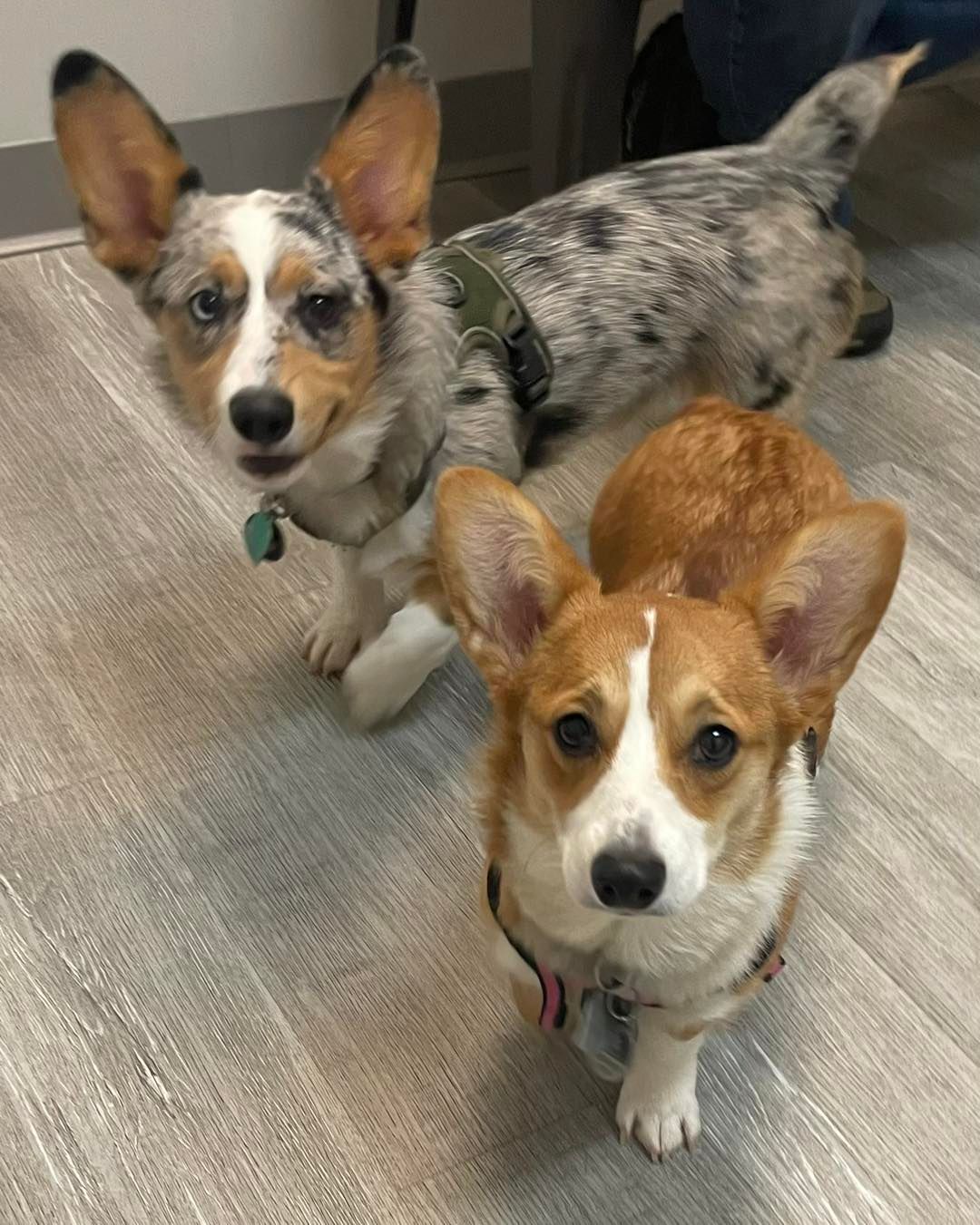 Two corgi dogs are standing next to each other on a wooden floor.