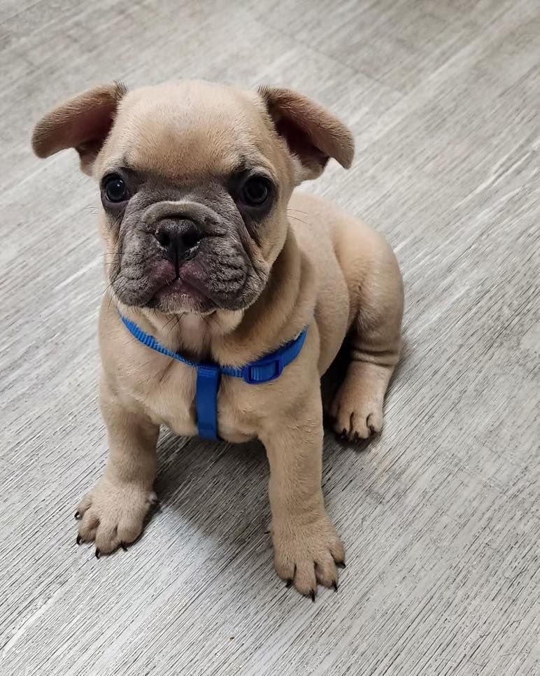 A french bulldog puppy wearing a blue harness is sitting on the floor.