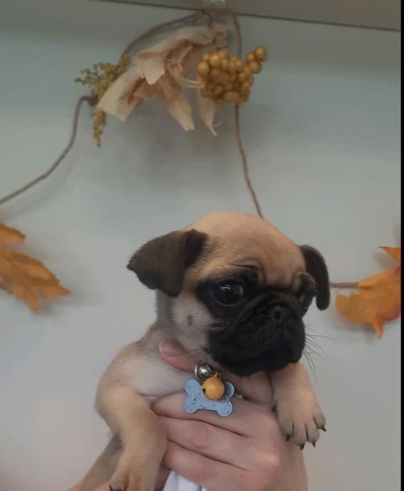 A person is holding a pug puppy in their hands