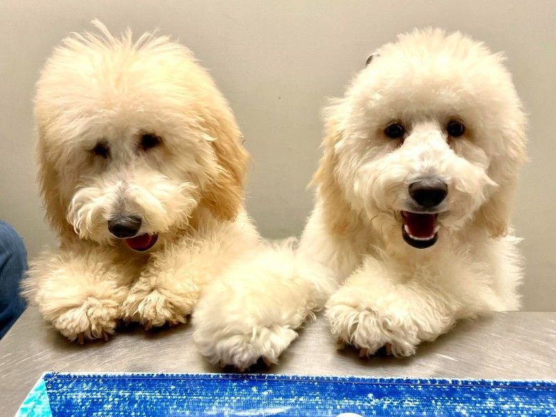 Two small white dogs are laying next to each other on a table.