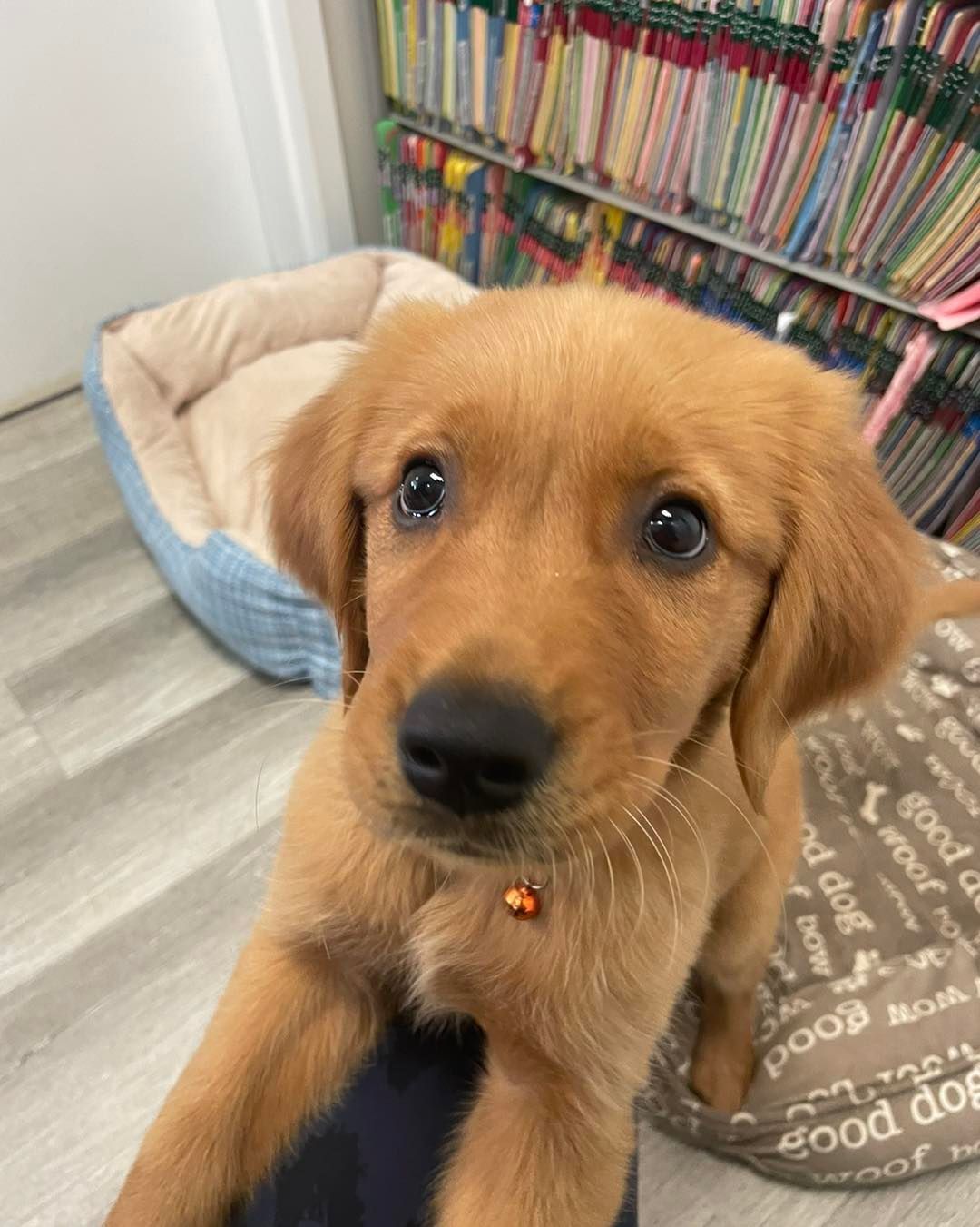 A brown puppy is sitting next to a dog bed in a room.