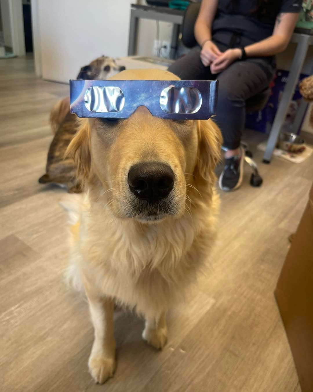 A dog wearing a pair of eclipse glasses.