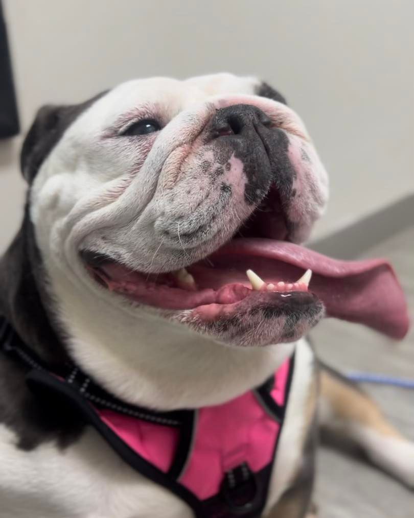 A black and white bulldog wearing a pink harness