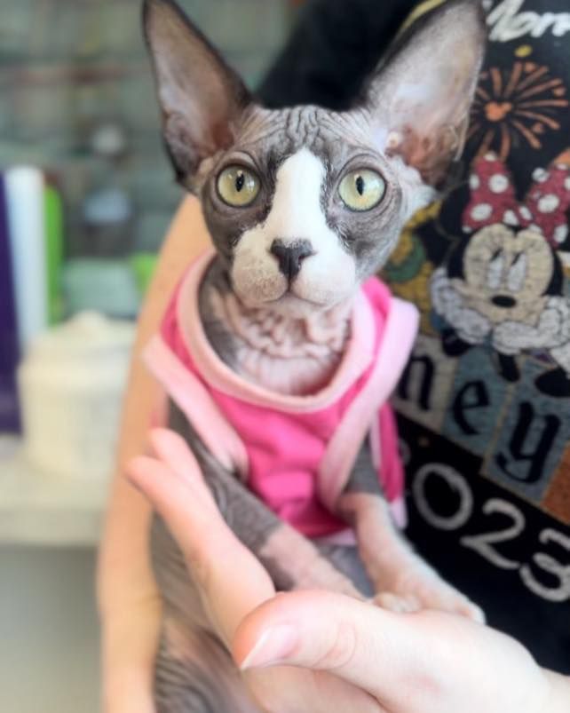 A person holding a hairless cat wearing a pink shirt that says hey 029