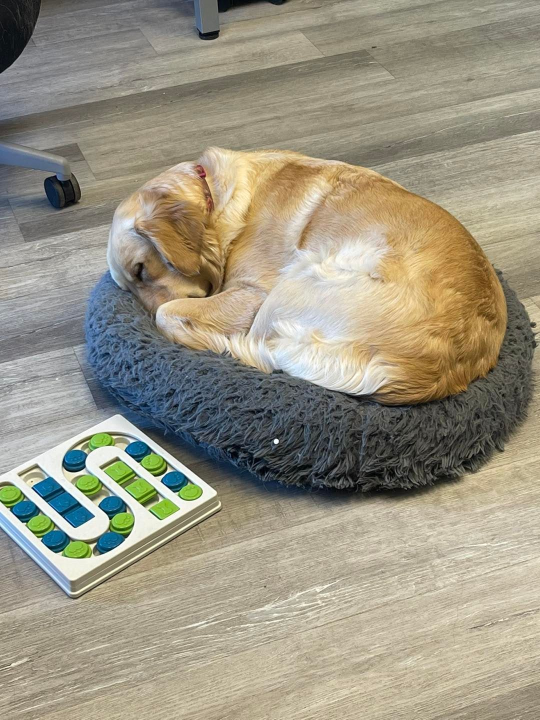A dog is sleeping on a dog bed next to a puzzle.
