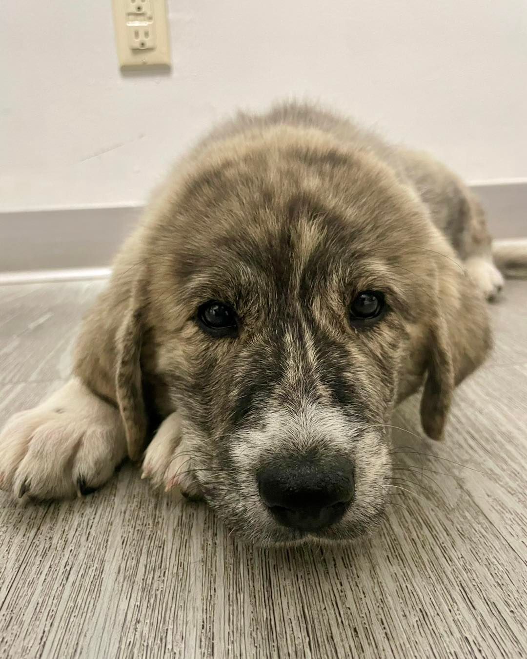 A puppy is laying on the floor and looking at the camera.