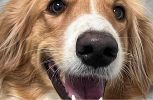 A close up of a dog 's face with its tongue hanging out.