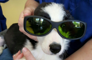 A black and white puppy wearing green sunglasses