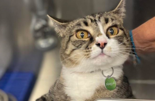 A cat with a green tag around its neck is looking at the camera.