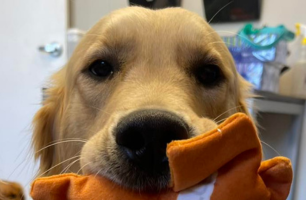 A close up of a dog holding a toy in its mouth.