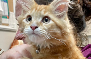 A person is holding a fluffy orange cat in their arms.