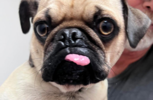 A pug dog sticking its tongue out next to a man