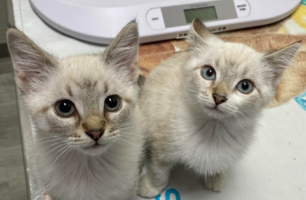 Two kittens are standing next to each other on a table in front of a scale.