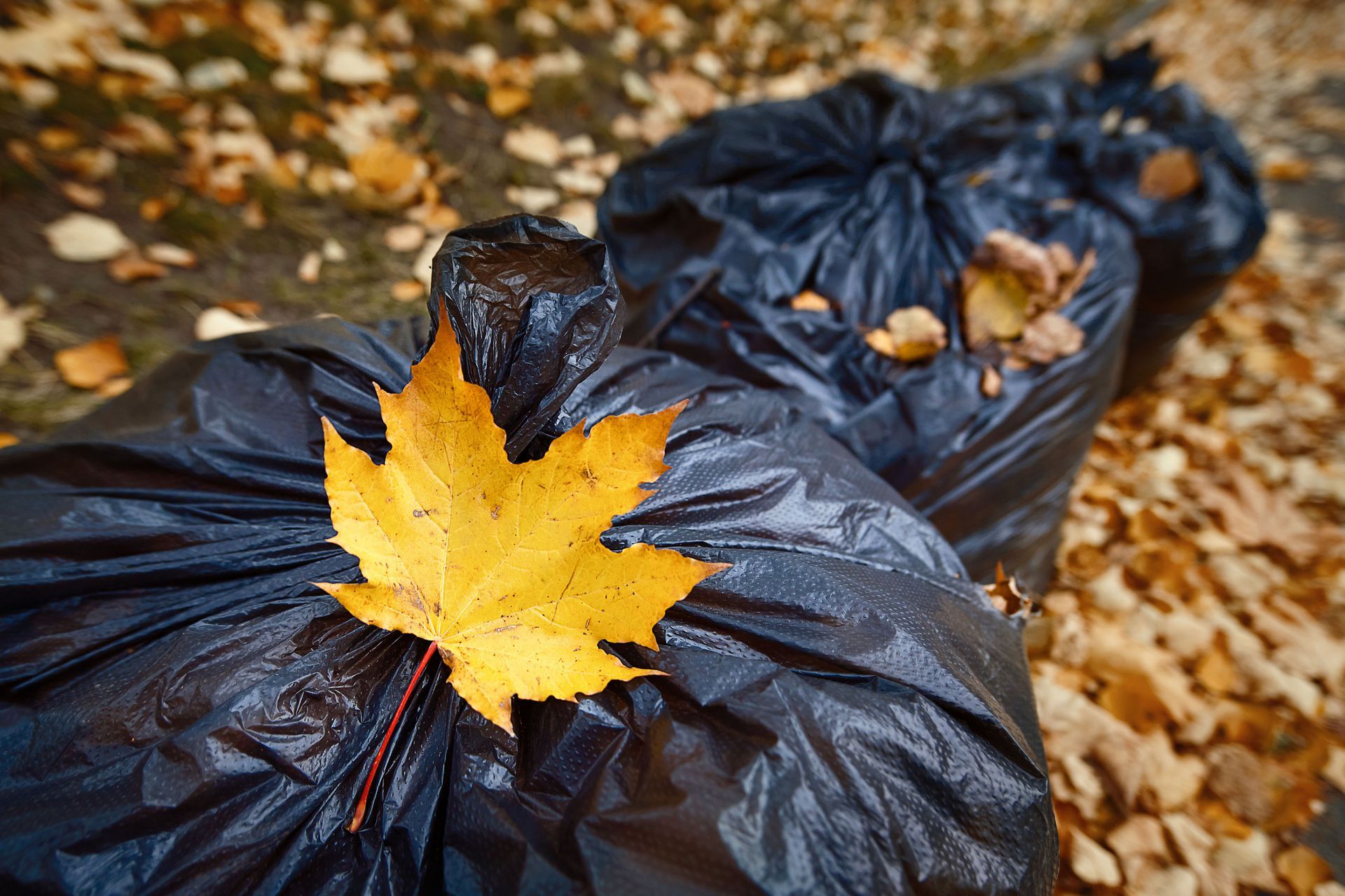 Two black garbage bags filled with leaves; a yellow leaf rests on top.