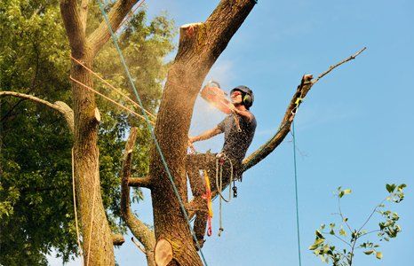 Tree service