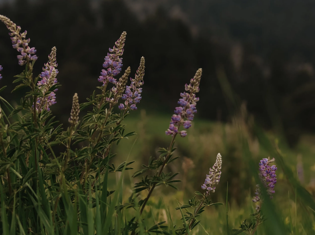Purple wildflowers swaying in a grassy field, with a blurred dark background