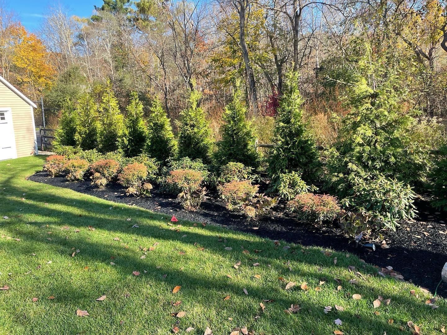 A row of trees in a yard with a shed in the background.