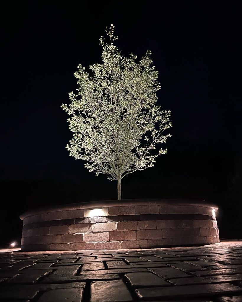 A tree is sitting on top of a brick wall at night.