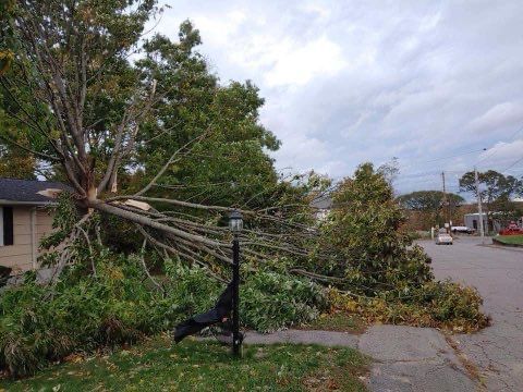 A tree that has fallen on the side of the road.
