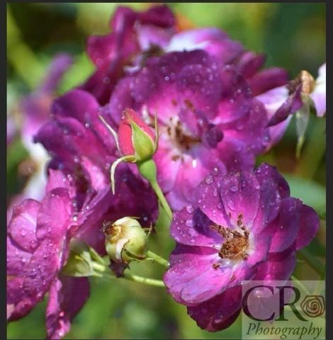 A close up of purple flowers with a cr photography logo in the corner