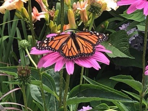 A monarch butterfly is sitting on a pink flower